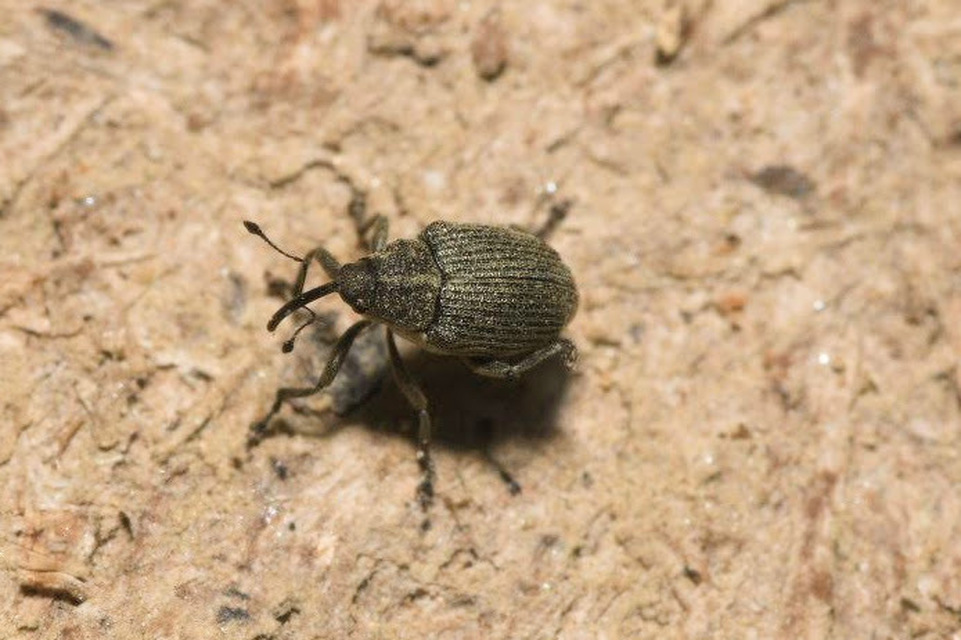 Ceutorhynchus obstrictus - repcebecő-ceutormányos