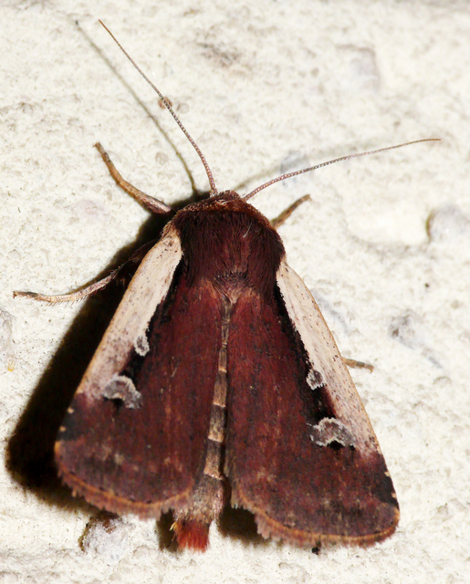 Ochropleura plecta - fehérszegélyű fűbagoly