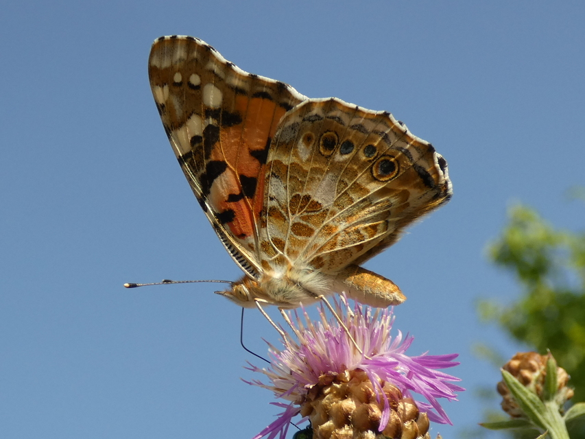Vanessa cardui - bogáncslepke