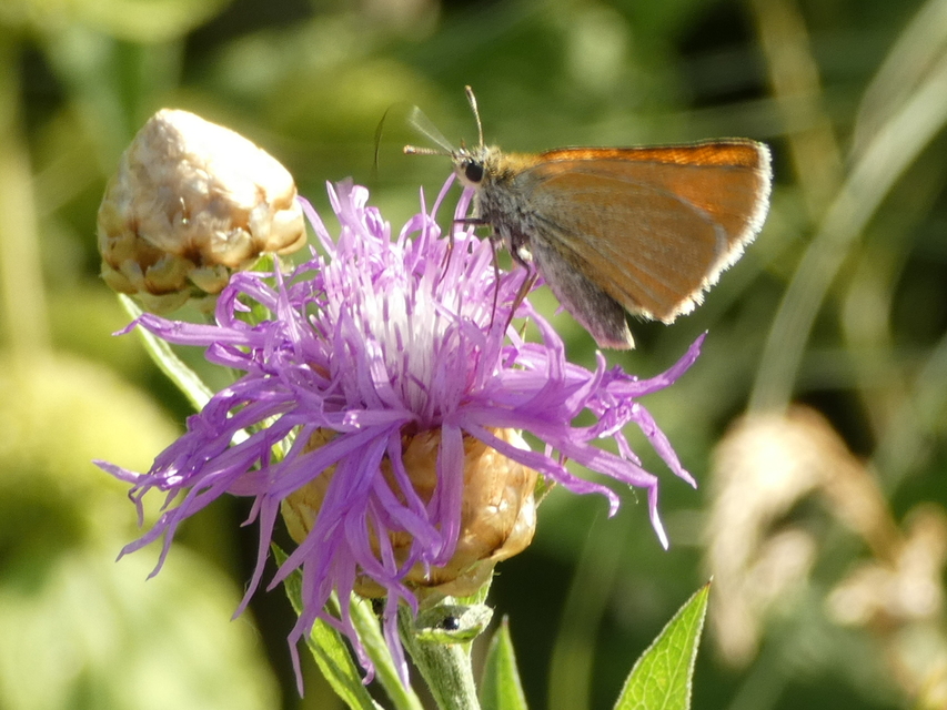 Thymelicus lineola - vonalas busalepke
