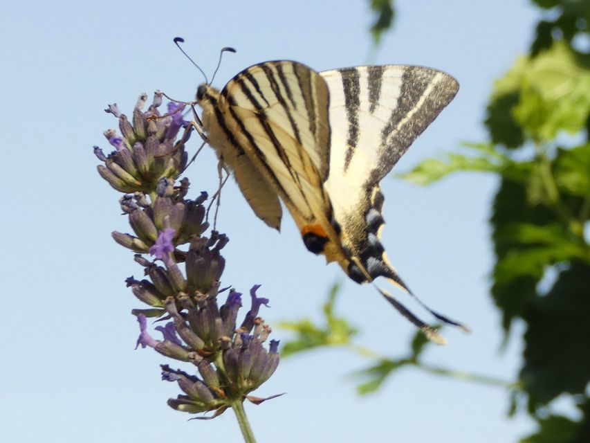Iphiclides podalirius - kardoslepke