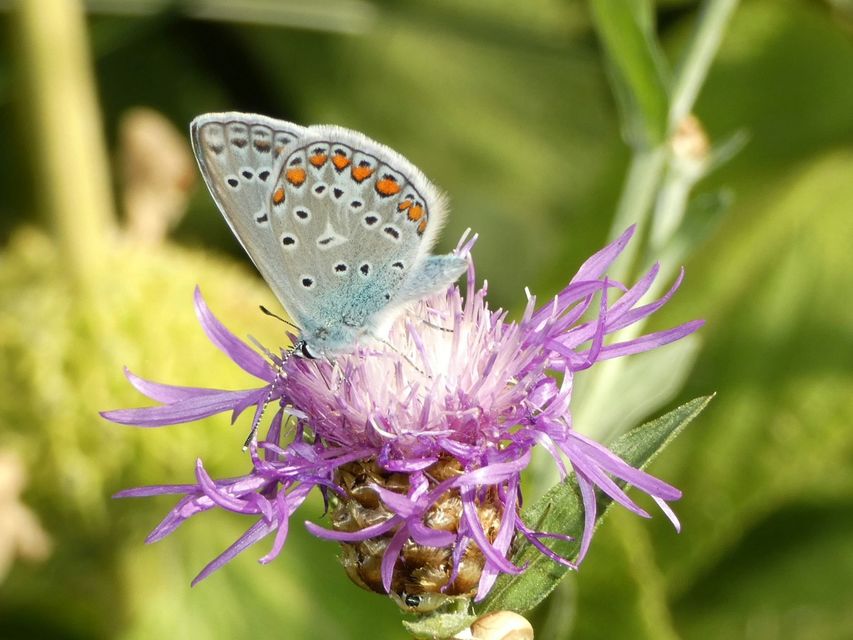 Polyommatus icarus - közönséges boglárka