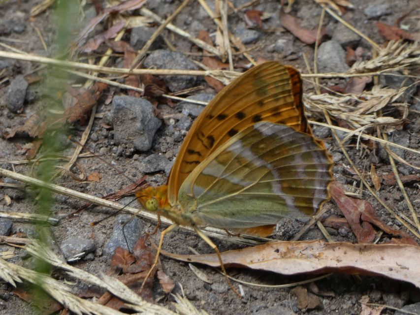 Argynnis paphia - nagy gyöngyházlepke