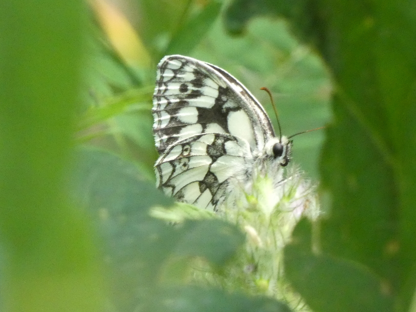 Melanargia galathea - sakktáblalepke