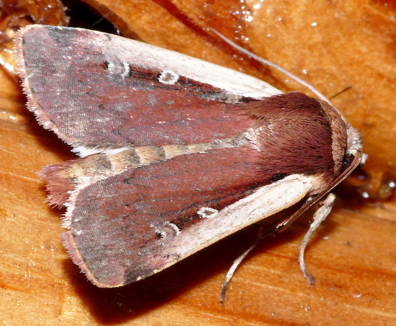 Ochropleura plecta - fehérszegélyű fűbagoly