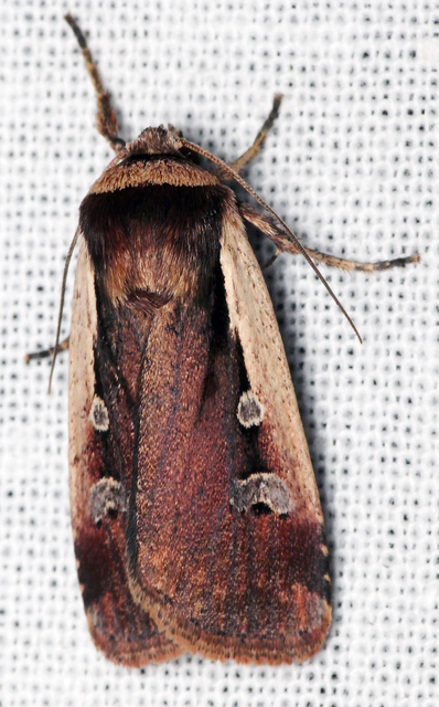 Ochropleura plecta - fehérszegélyű fűbagoly