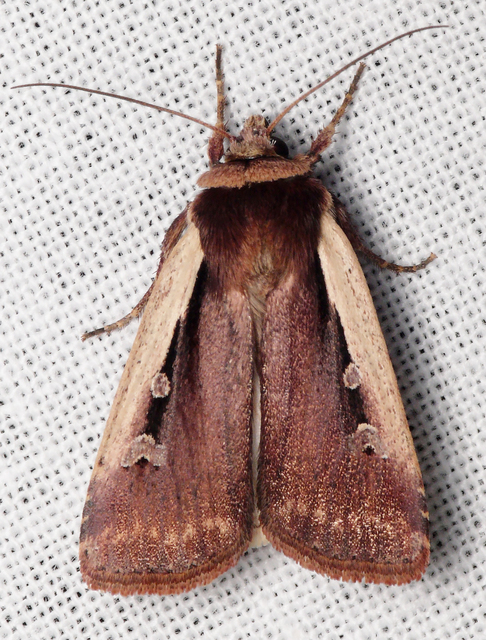 Ochropleura plecta - fehérszegélyű fűbagoly
