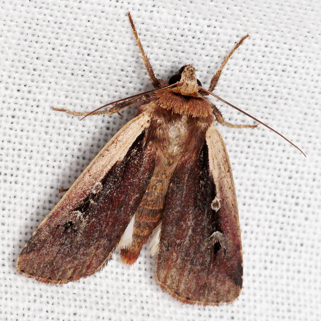 Ochropleura plecta - fehérszegélyű fűbagoly