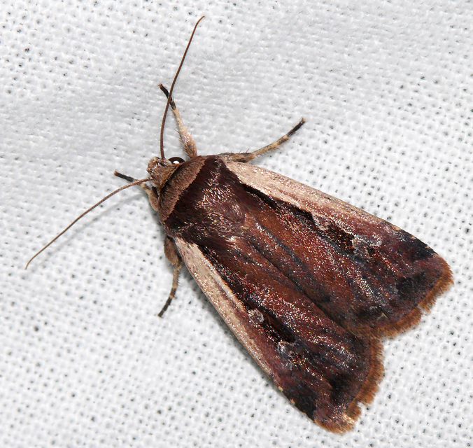 Ochropleura plecta - fehérszegélyű fűbagoly