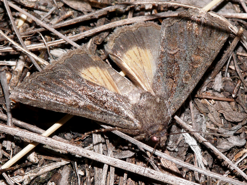 Thalpophila matura - fakó erdeibagoly