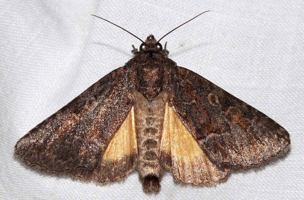 Thalpophila matura - fakó erdeibagoly
