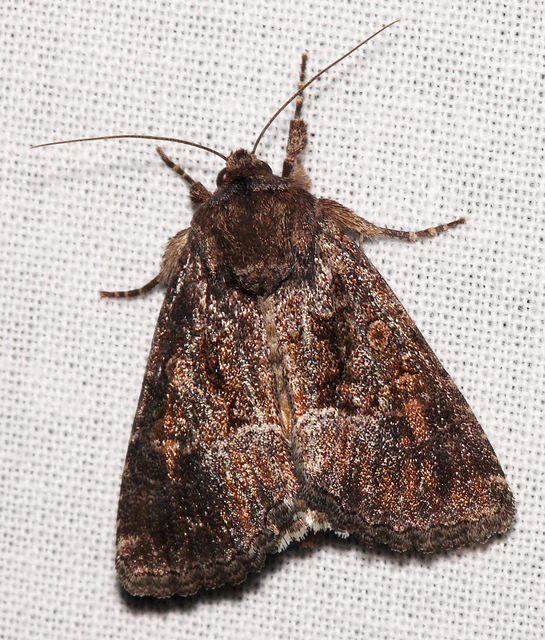 Thalpophila matura - fakó erdeibagoly