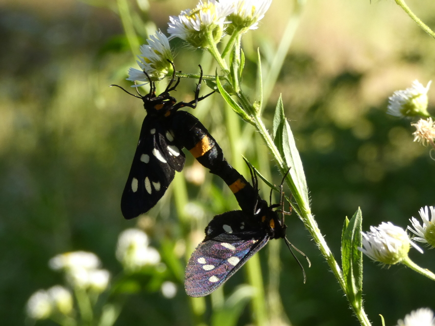 Amata phegea - fehérpettyes álcsüngőlepke