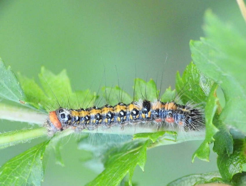 Acronicta tridens - barnás szigonyosbagoly