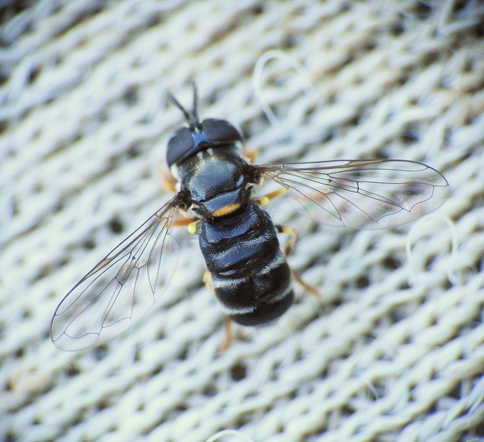 Paragus pecchiolii