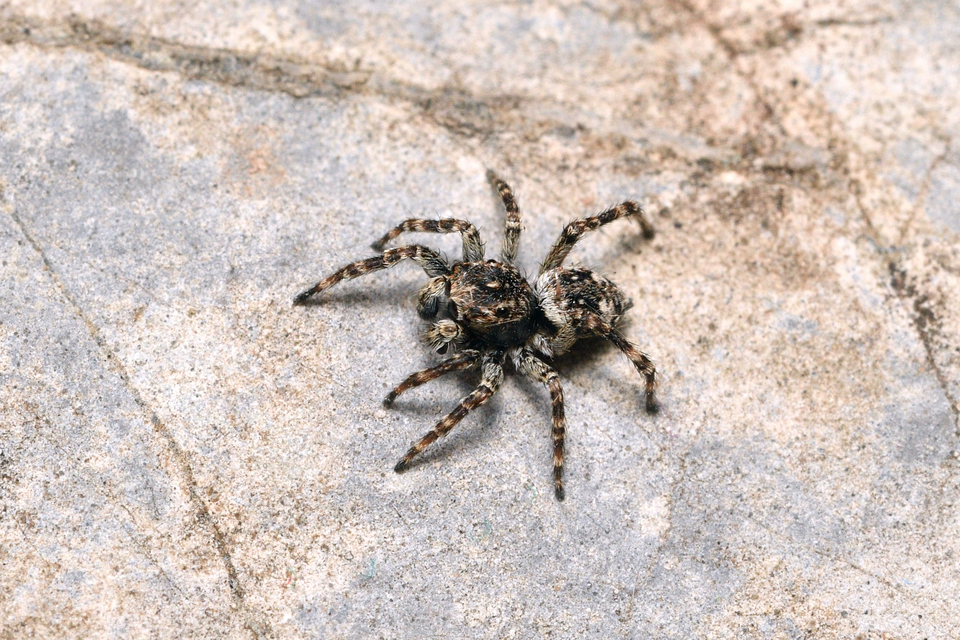 Attulus