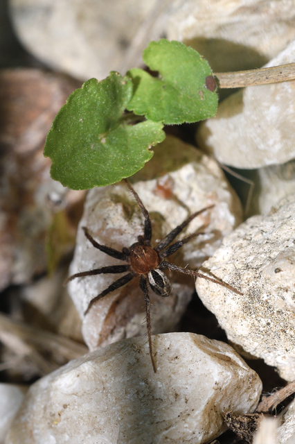 Thanatus arenarius