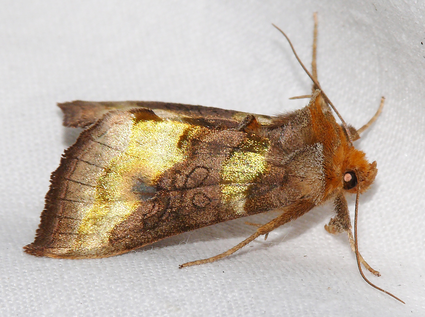 Diachrysia chrysitis - aranybagoly