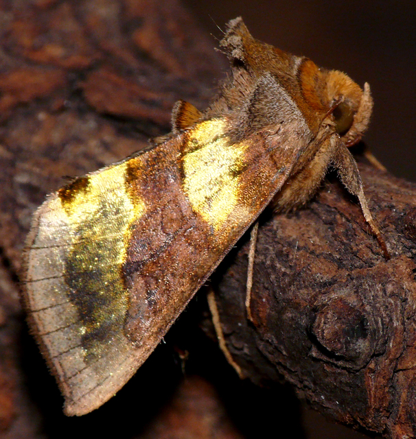 Diachrysia chrysitis - aranybagoly