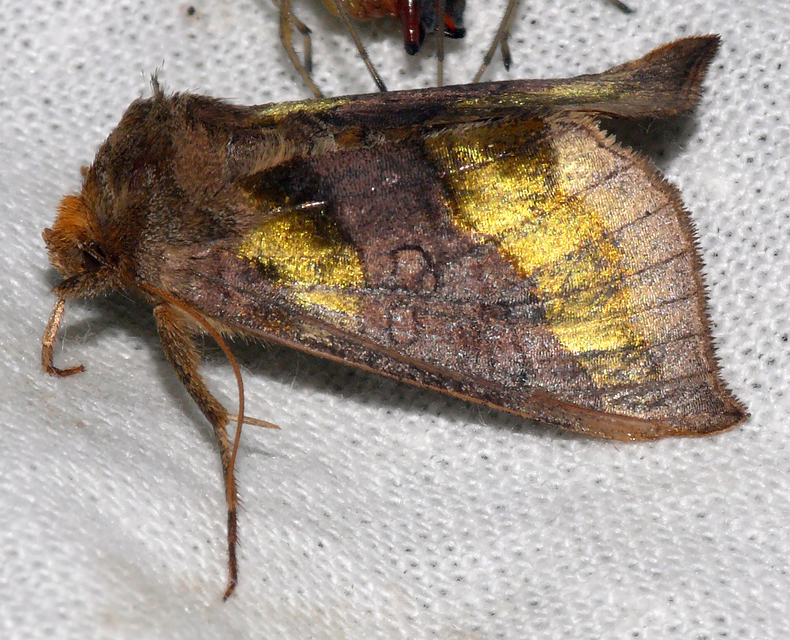 Diachrysia chrysitis - aranybagoly