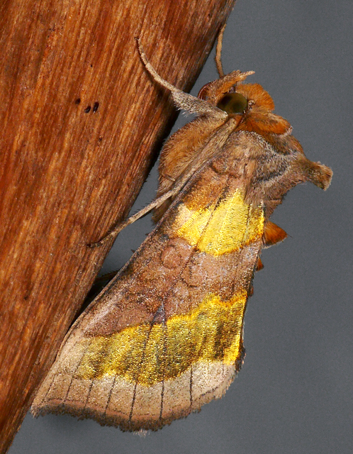 Diachrysia chrysitis - aranybagoly