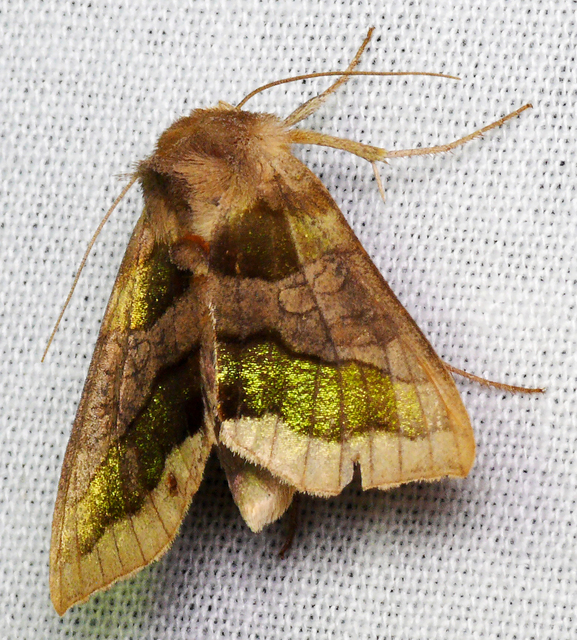 Diachrysia chrysitis - aranybagoly