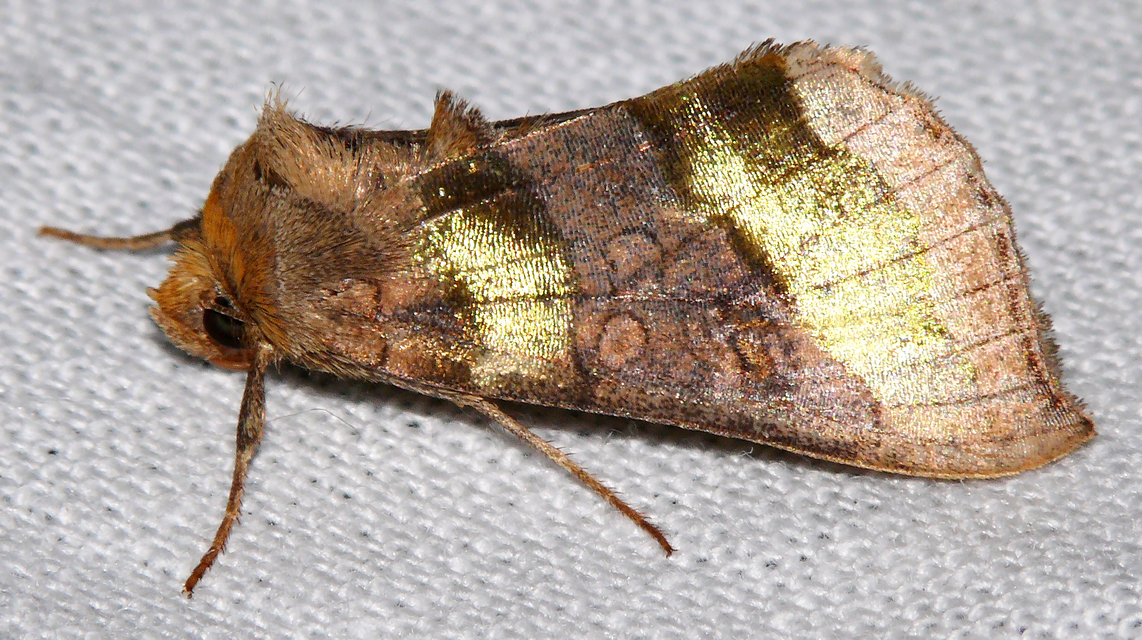 Diachrysia chrysitis - aranybagoly