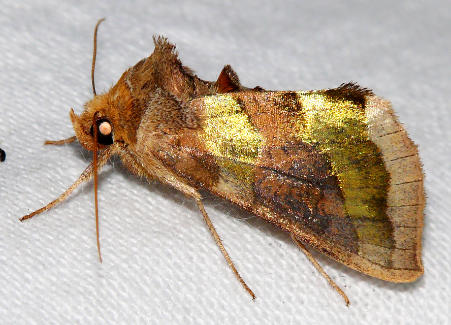Diachrysia chrysitis - aranybagoly