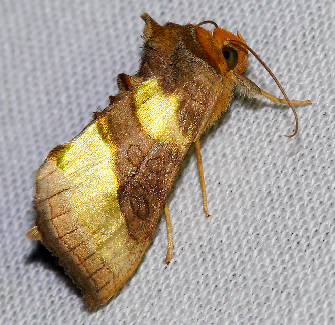 Diachrysia chrysitis - aranybagoly
