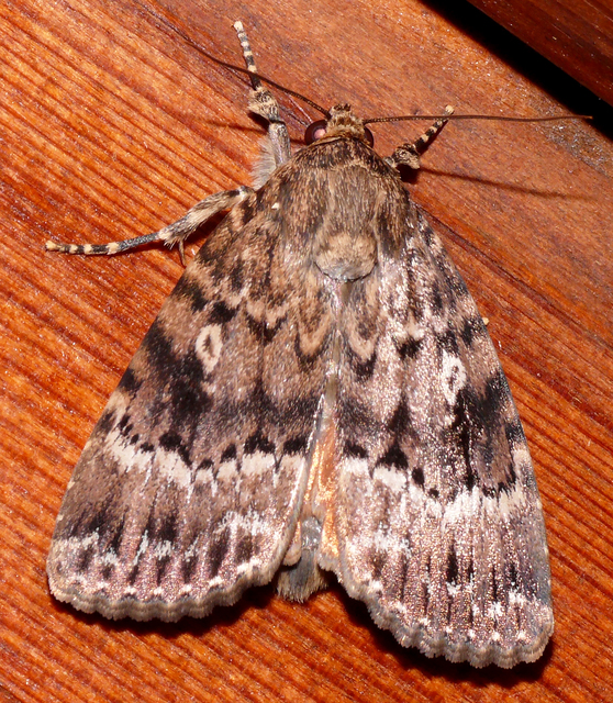 Amphipyra berbera/pyramidea