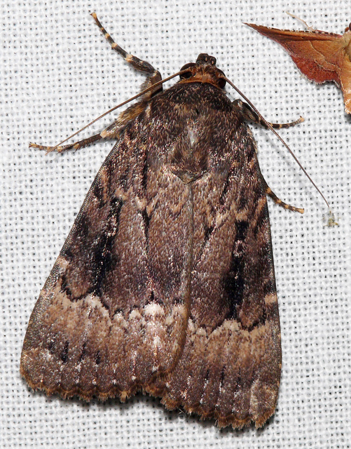 Amphipyra pyramidea - fahéjszínű bagoly