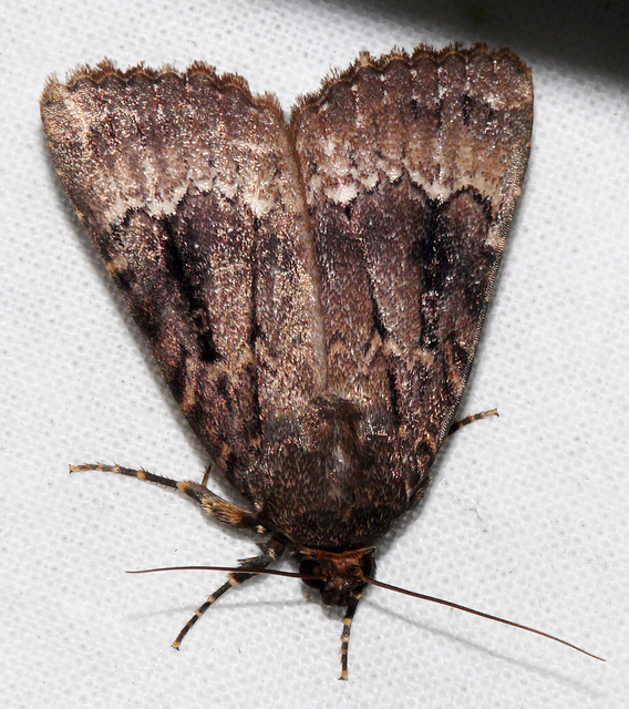 Amphipyra berbera/pyramidea