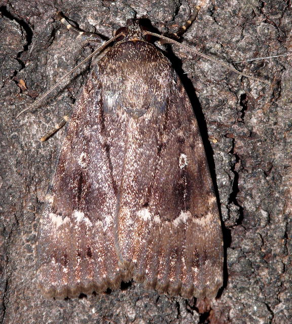 Amphipyra berbera/pyramidea