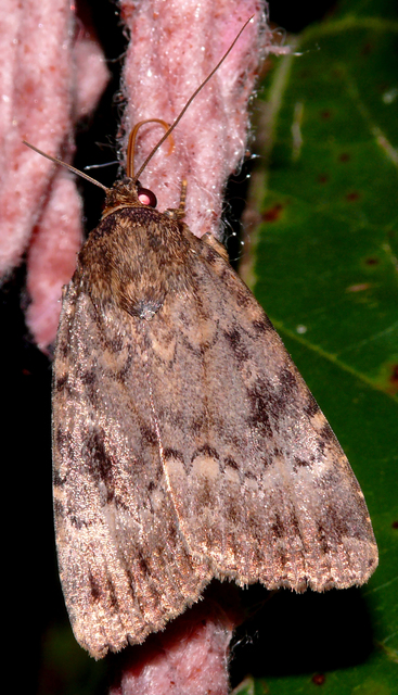 Amphipyra pyramidea - fahéjszínű bagoly