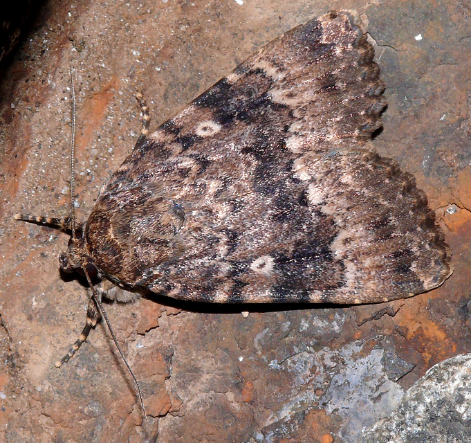 Amphipyra pyramidea - fahéjszínű bagoly