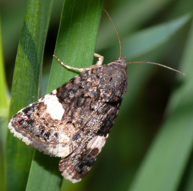 Tyta luctuosa - fekete nappalibagoly