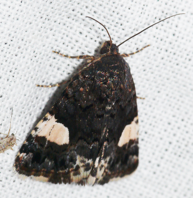 Tyta luctuosa - fekete nappalibagoly
