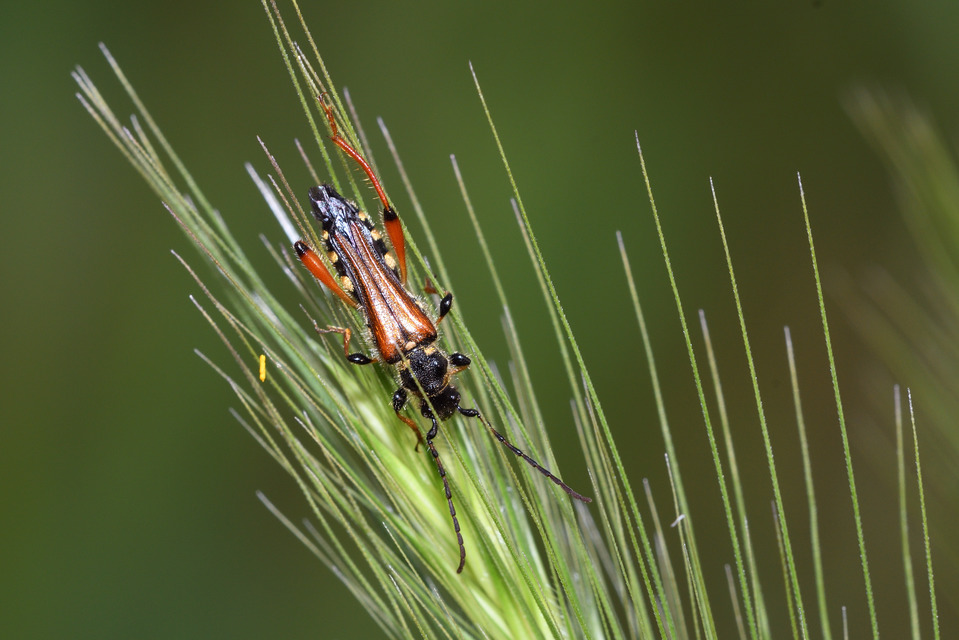 Stenopterus rufus - tarkacsápú keskenyfedőscincér
