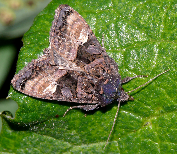 Euplexia lucipara - szeder-csipkésbagoly
