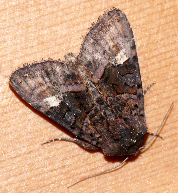 Euplexia lucipara - szeder-csipkésbagoly