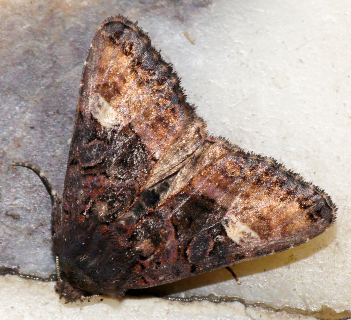 Euplexia lucipara - szeder-csipkésbagoly