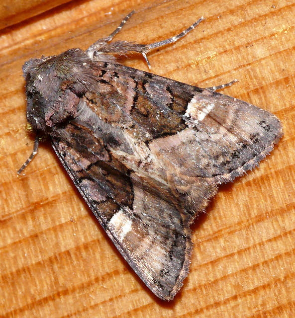 Euplexia lucipara - szeder-csipkésbagoly