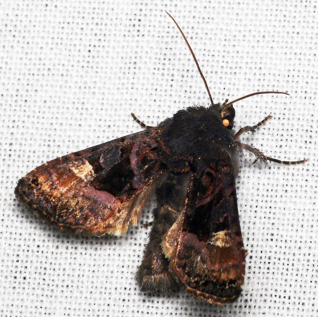Euplexia lucipara - szeder-csipkésbagoly