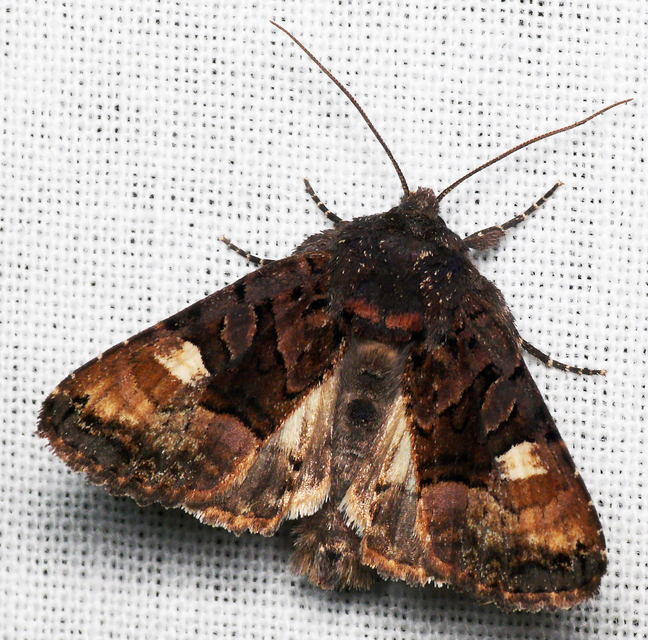 Euplexia lucipara - szeder-csipkésbagoly