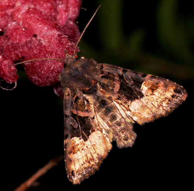Euplexia lucipara - szeder-csipkésbagoly