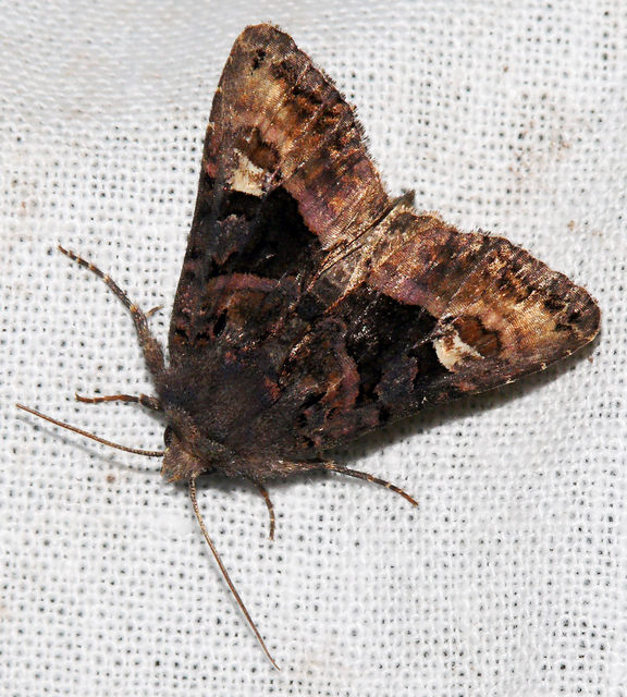 Euplexia lucipara - szeder-csipkésbagoly