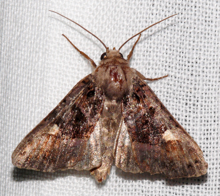 Euplexia lucipara - szeder-csipkésbagoly