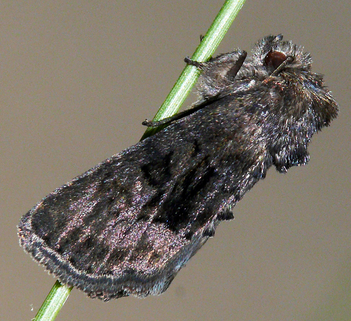 Oligia strigilis/latruncula/versicolor