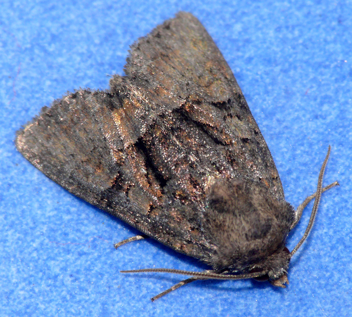 Oligia strigilis/latruncula/versicolor