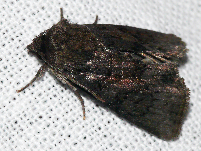 Oligia strigilis/latruncula/versicolor
